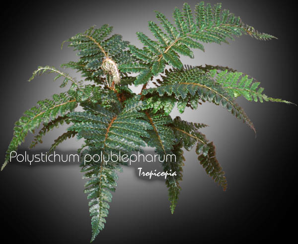 Fern - Polystichum polyblepharum - Japanese tassel fern